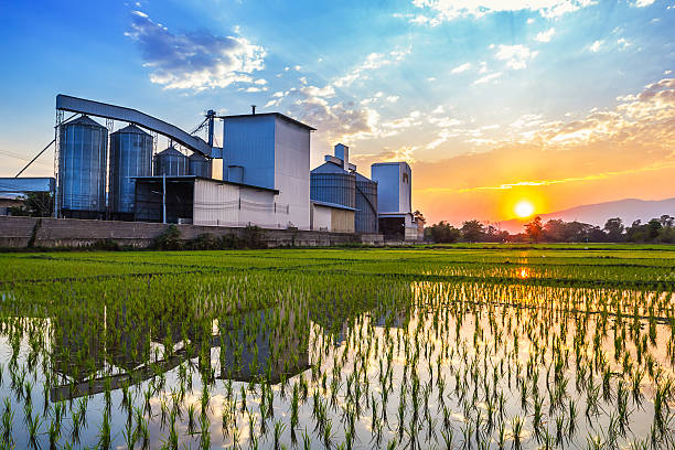 From Nagpur to the World – Our Rice Export Journey
